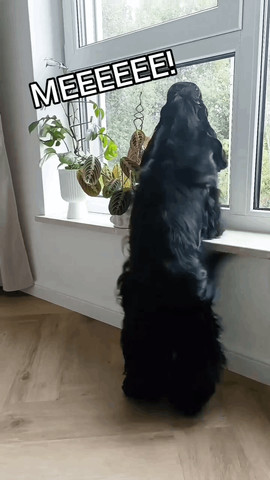 Black dog