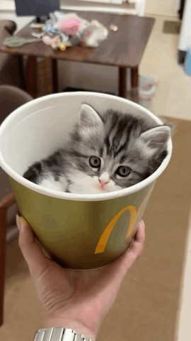 New MacDonald treat
