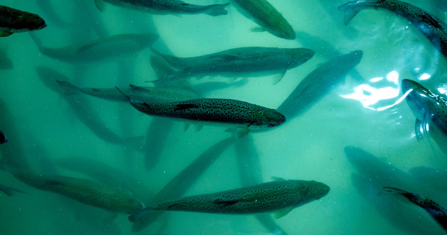 A food bank netted a huge haul of 13,000 fresh salmon. The catch? The fish were still alive