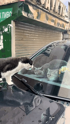 Cat action