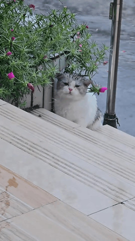 Adorable cat