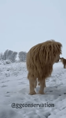 Lion in snow