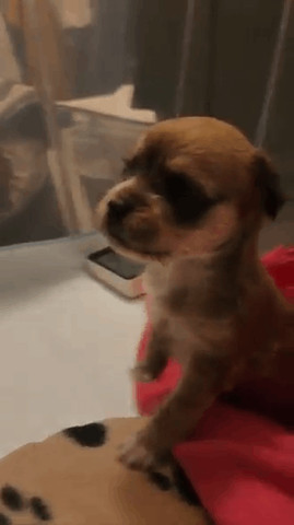 Puppy tantrum