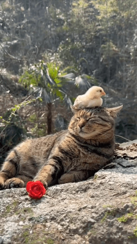 Chick chilling with cat