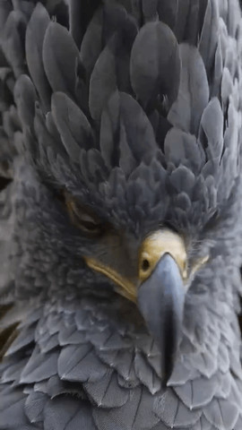 Harpy eagle