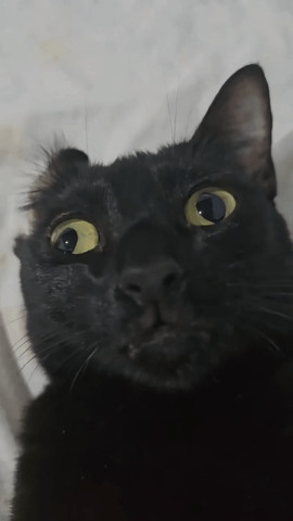 horrible cat