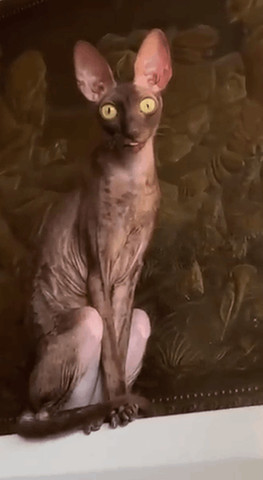 Weird cat