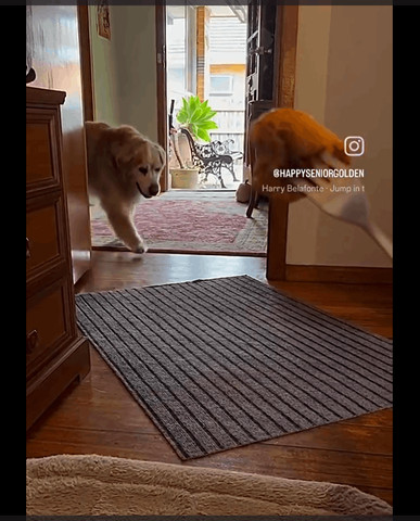 Happy the senior golden does some hops for pork and tortellini
