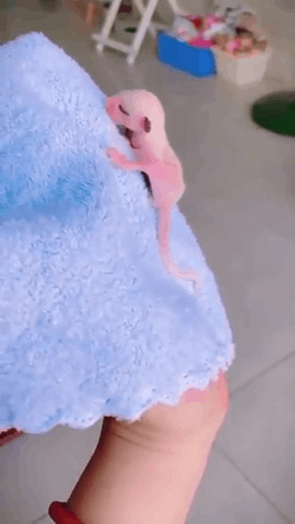 Sugar glider