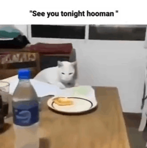 See you tonight hooman