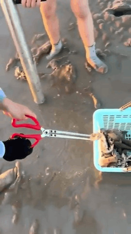Collecting shrimps