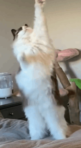 Just a cat, living their best life... while we work for them