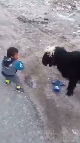 Laugh and awe at the adorable antics of cats, dogs, and more!