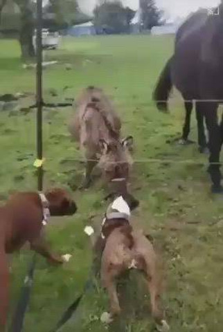 The dog gets shocked by the electric fence