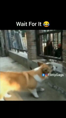 Actor dog