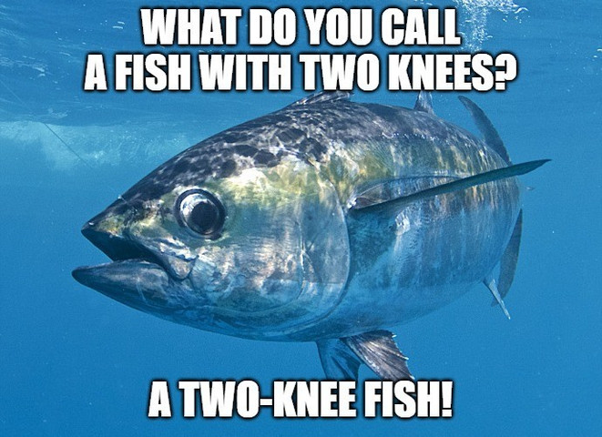 What do you call a fish with two knees