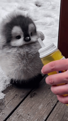 Beautiful Penguin