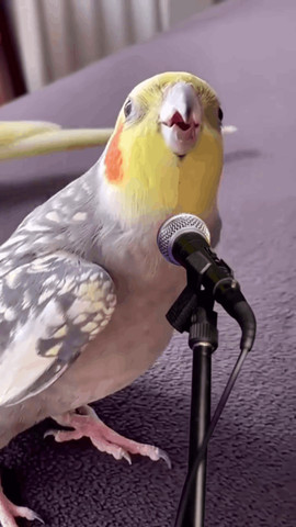 Natural Parrot Miltary March Sound