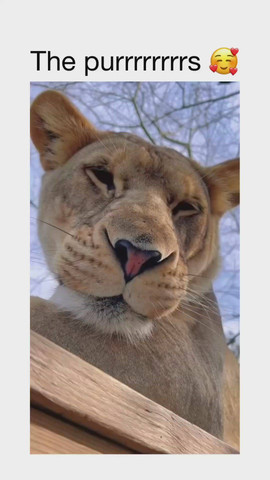 Animals are cool people