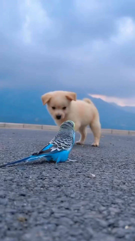 Adroable!