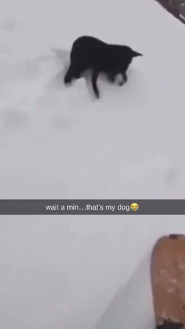 Wait… Is That My Dog?🐶😳