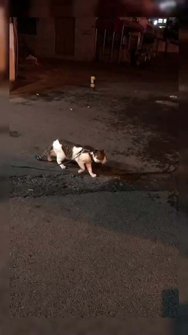 When Dogs & Cats Collide 😂