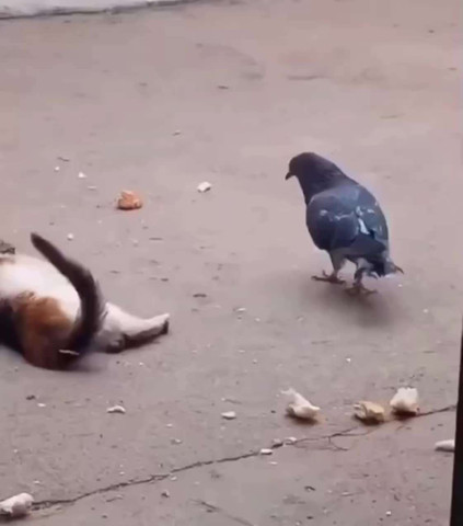 come on, eat me! -no, I will hug you 😺🦜
