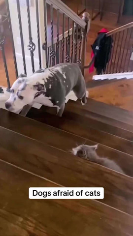 Big Dogs, Bigger Fear 😂🐱