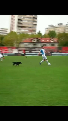 The Cutest Match Invaders 🐾⚽