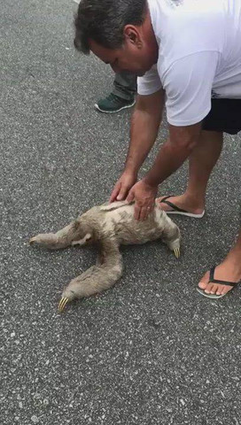 Sloths Doing Everything Slowly 😂🦥
