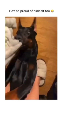 That Proud Look Though 😂🐶