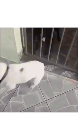 When Dogs Got the Moves 🕺🐾