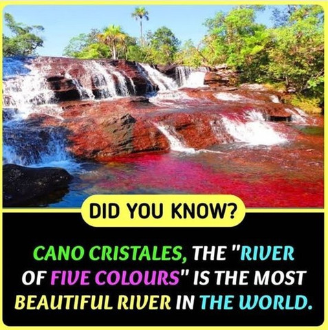 Cano Cristales, the "River of Five Colours" is the most beautiful river in the world