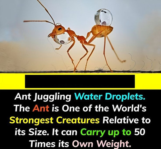 Ant juggling water droplets