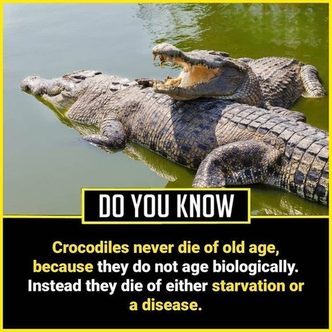Crocodiles never die of old age, because they do not age biologically