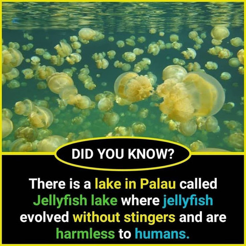 There is a lake in Palau called Jellyfish Lake where jellyfish evolved without stingers