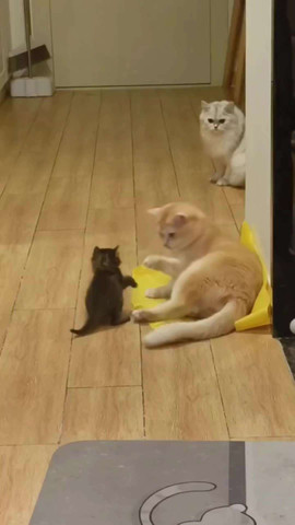 Small Kitty, Huge Courage 😸💥