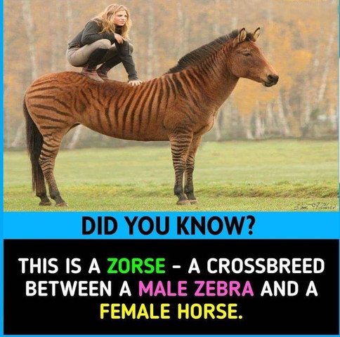 This is a Zorse- a crossbreed between a male zebra and a female horse