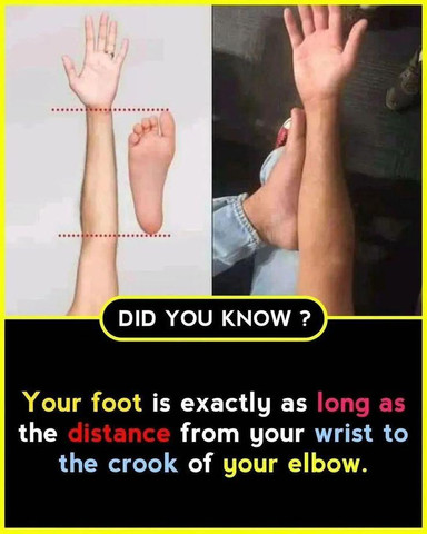 Your foot is exactly as long as the distance from your wrist to the crook of your elbow