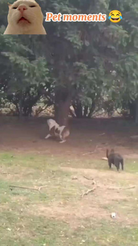 Cat Fails You Can’t Miss 😂🐱