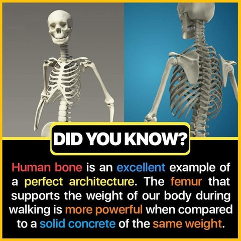 Human bone is an excellent example of a perfect architecture