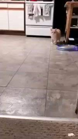Cats Being Cute & Chaotic 🐱😂