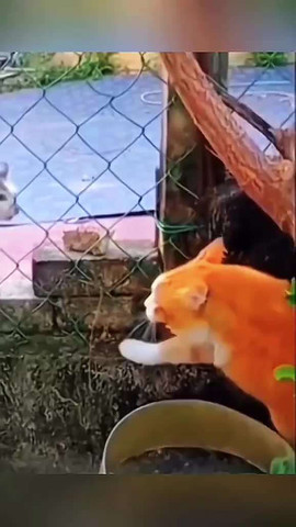 Funny Cats Doing Their Thing 😹🐾