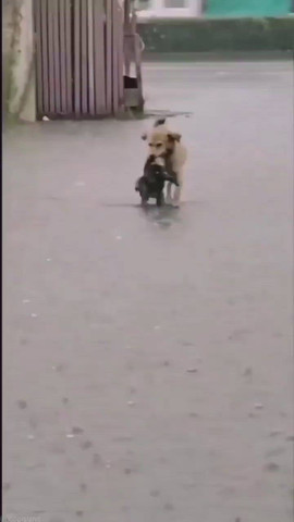 Rescue Dog in Action 🐶💪