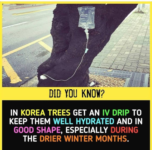 In Korea trees get an IV drip to keep them well hydrated and in good shape