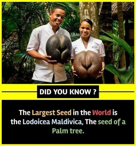 The largest seed in the world is the Lodoicea Maldivica the seed of a palm tree