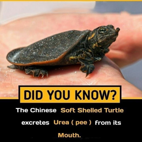 The Chinese Soft Shelled Turtle excretes Urea (pee) from its Mouth