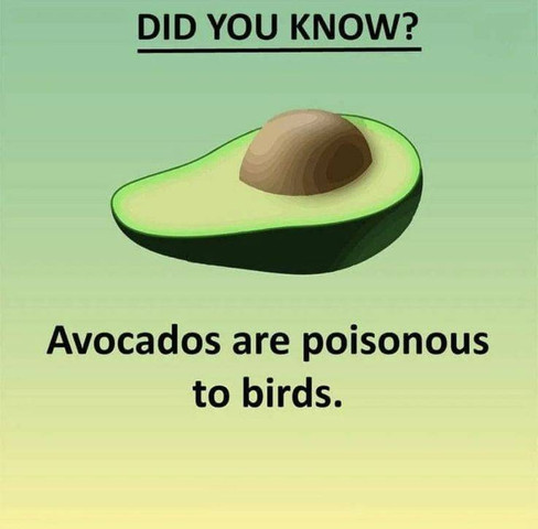 Avocados are poisonous to birds