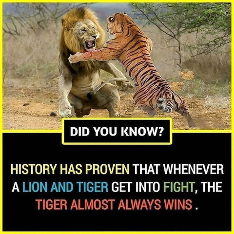 History has proven that whenever a lion and tiger get into fight, the tiger almost always wins