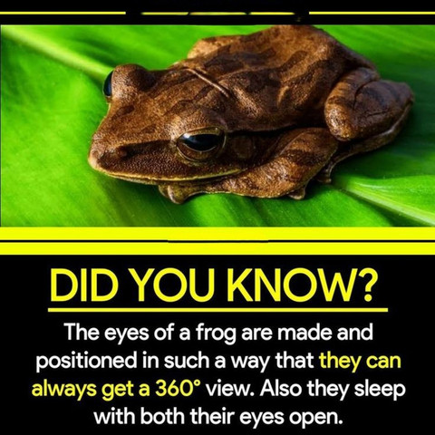 The eyes of a frog are made and positioned in such a way that they can always get a 360° view